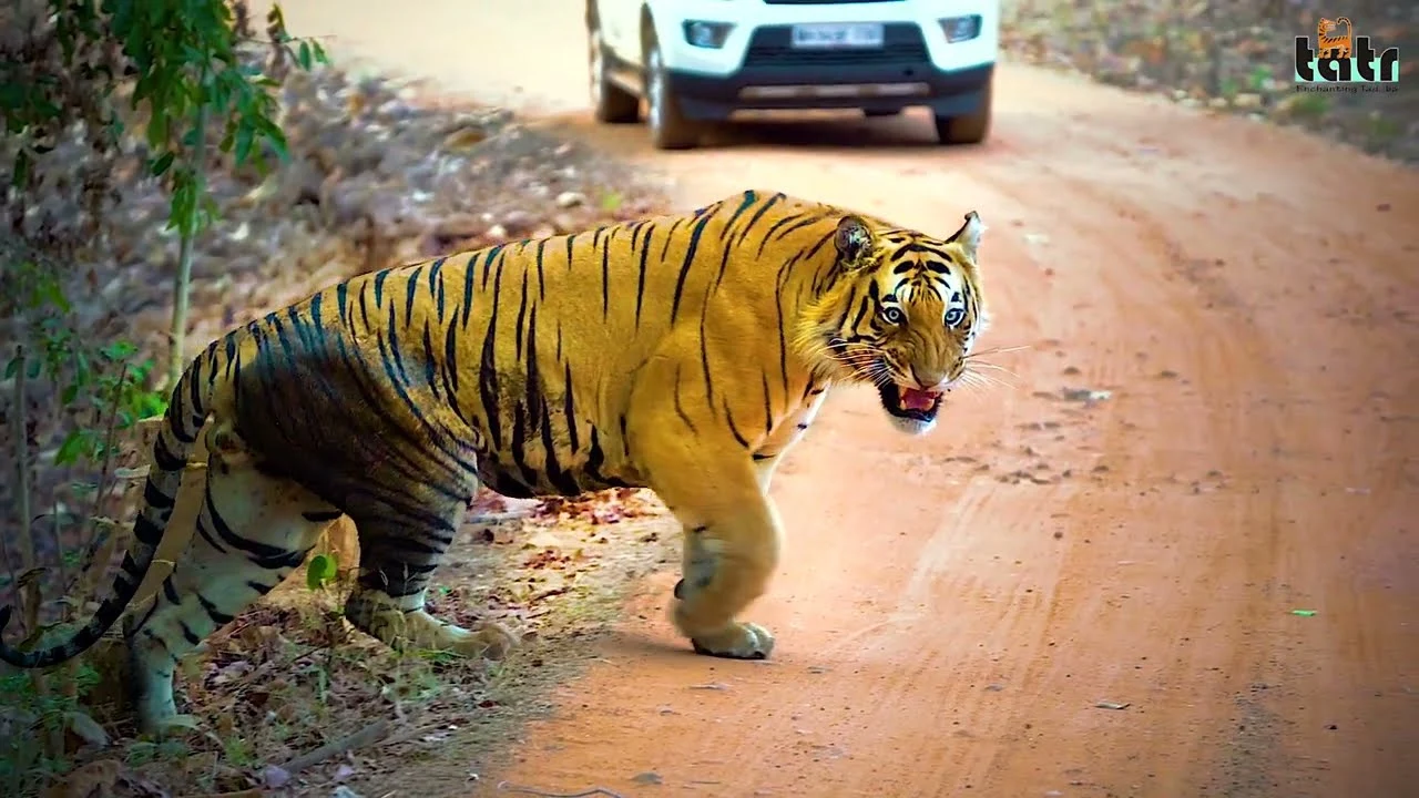 Tadoba Tiger Reserve - Informative Film